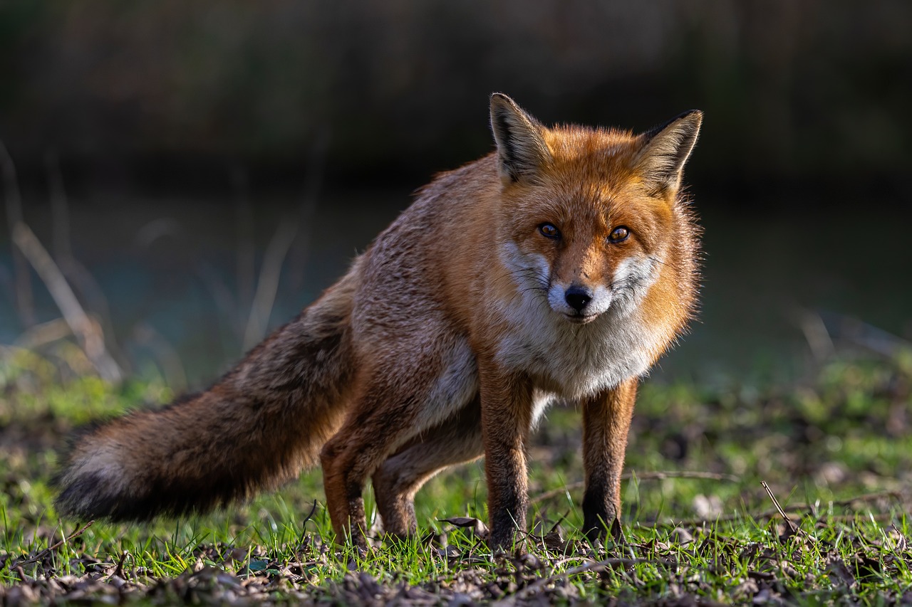 Faune locale